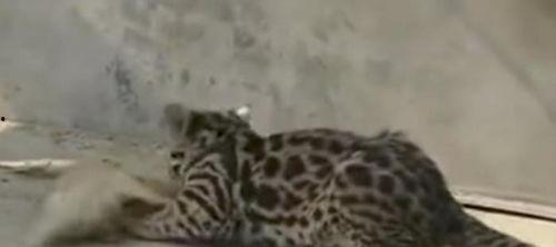 咬死小奶猫视频,小奶猫惨遭咬死，引发网友愤怒与反思