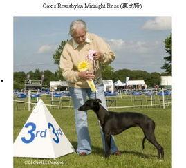 狗抓兔子视频,一场欢乐的追逐大戏