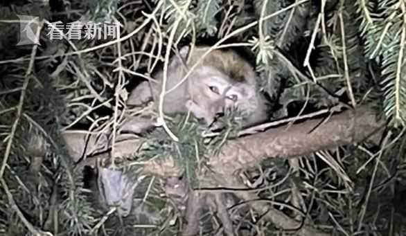 猴子视频讲解,揭秘动物世界的奇妙瞬间