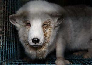 狐狸养殖视频,从视频看养殖全过程