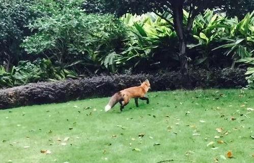 狐狸养殖视频,从视频看养殖全过程