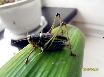 蝈蝈视频,探寻蝈蝈视频中的自然之美