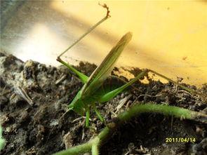 蝈蝈视频,探寻蝈蝈视频中的自然之美